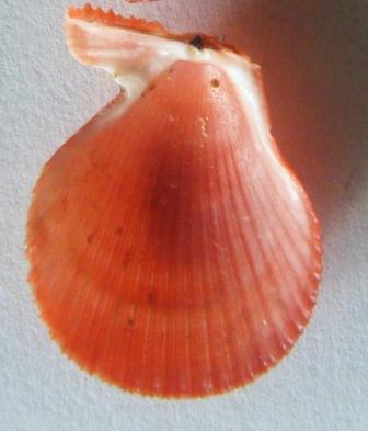 Chlamys multistriata?